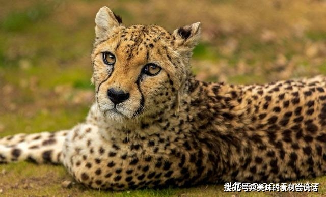 豹是哪个国家的动物 86e2217d8df44cb3afd4c970643c5913.jpeg