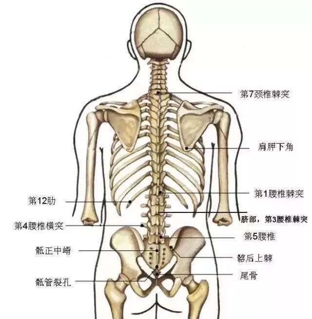 腰椎1一5结构图解图片