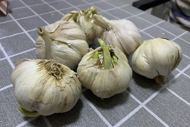 蒜头发芽了还能炒菜吗 bb2b6364277d496eb8dbd24f8ebfb925.jpeg