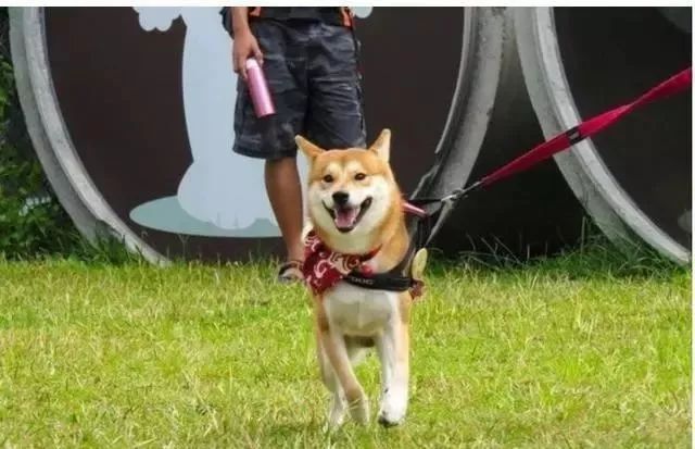 柴柴亂咬衛生紙，飼主打手裝懲罰，它害怕到兩腳站立 萌趣萌寵 第4张