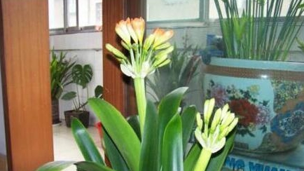 什么花喜欢黄豆水浇花 763083fcef7442269f2ba85915efcbf1.jpeg
