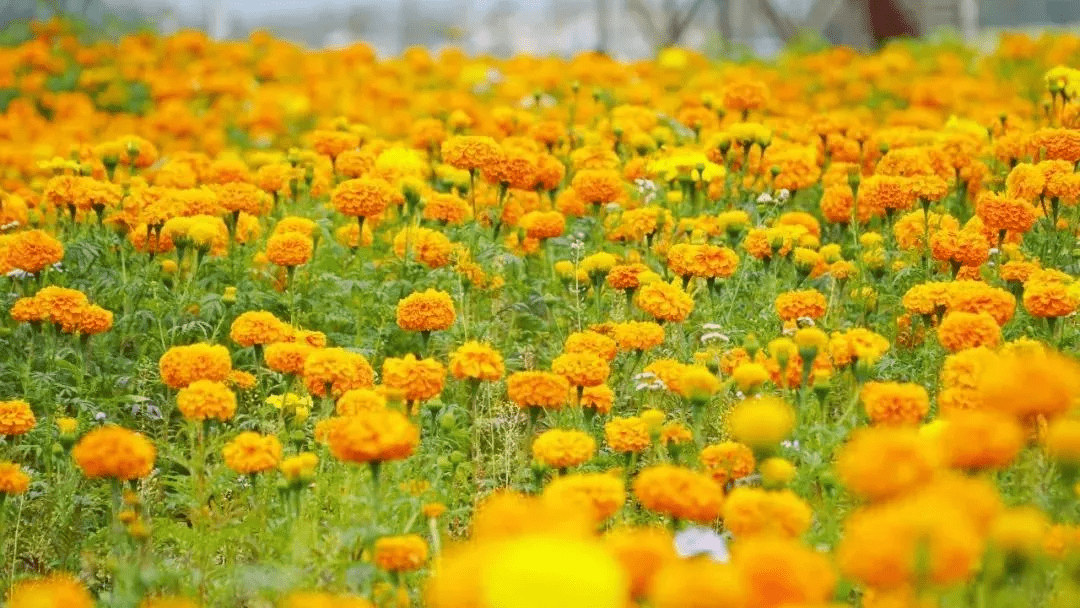 平舆蓝天芝麻小镇今年的秋天让人怦然心动浪漫花海快去打卡吧