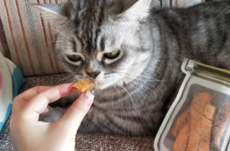 瑞萌|不会踩雷的猫零食推荐,新手养猫的注意事项