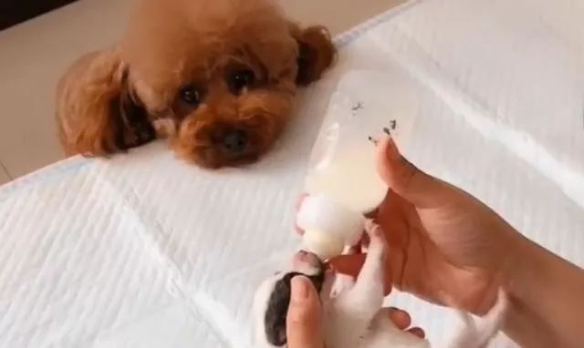 網友撿了只小奶狗，給泰迪「夫妻」照顧，母犬的變化很大 萌趣萌寵 第2张
