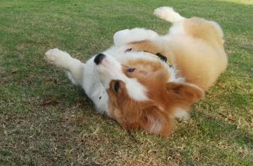 兄弟|短腿柯基的痛苦谁了解？柯基：你好好说，不然跳起来打你