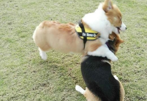 兄弟|短腿柯基的痛苦谁了解？柯基：你好好说，不然跳起来打你