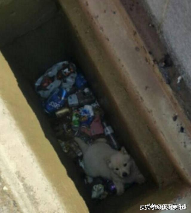 坑边|女子被流浪狗尾随,好心给它喂食物被拒,接下来发现感人一幕