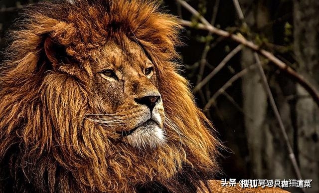 原创雄狮的鬃毛越多越好看看雄狮为鬃毛付出的3个代价就知道了