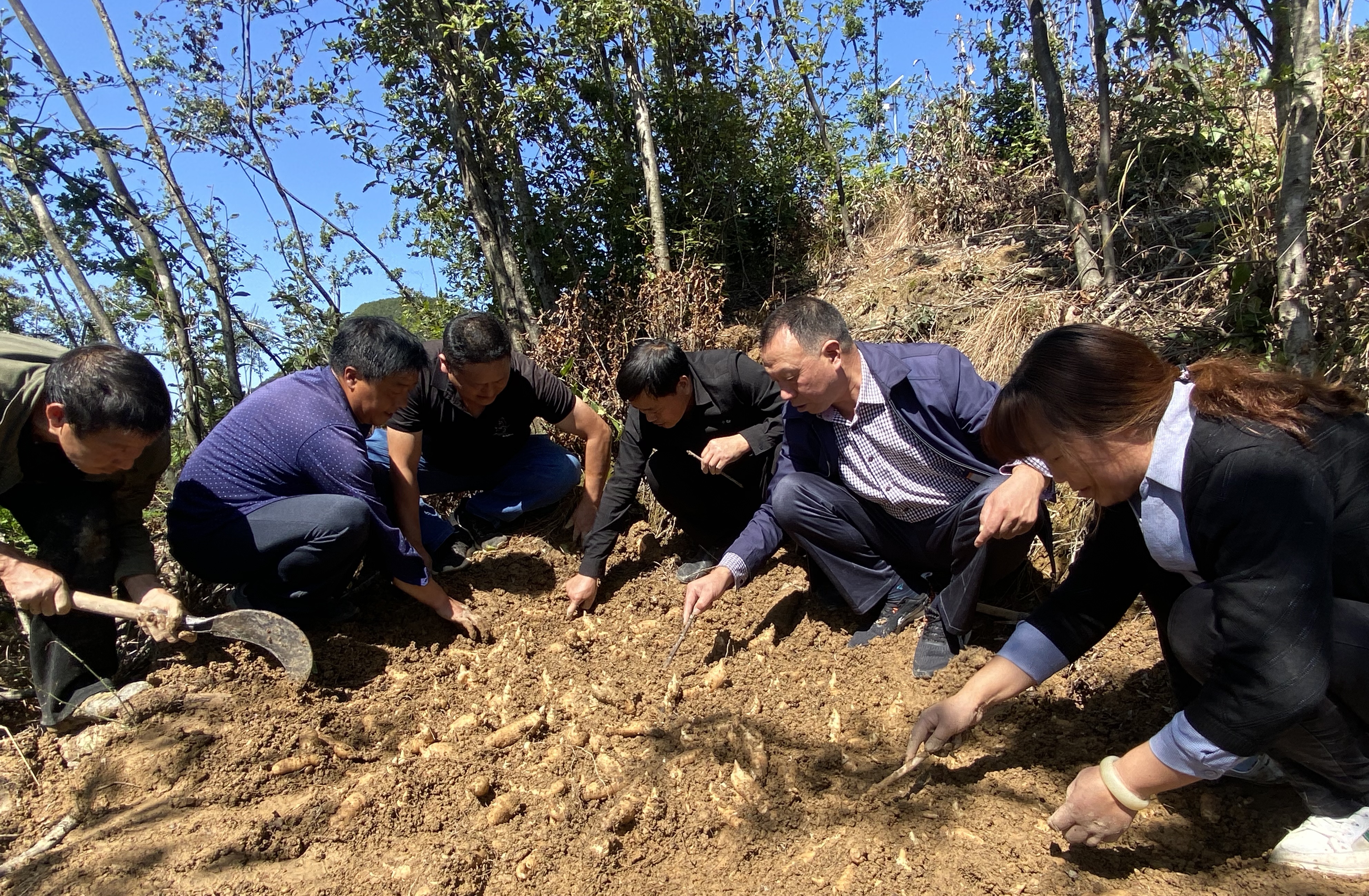 寧強天麻喜豐收 村民焦急盼銷售