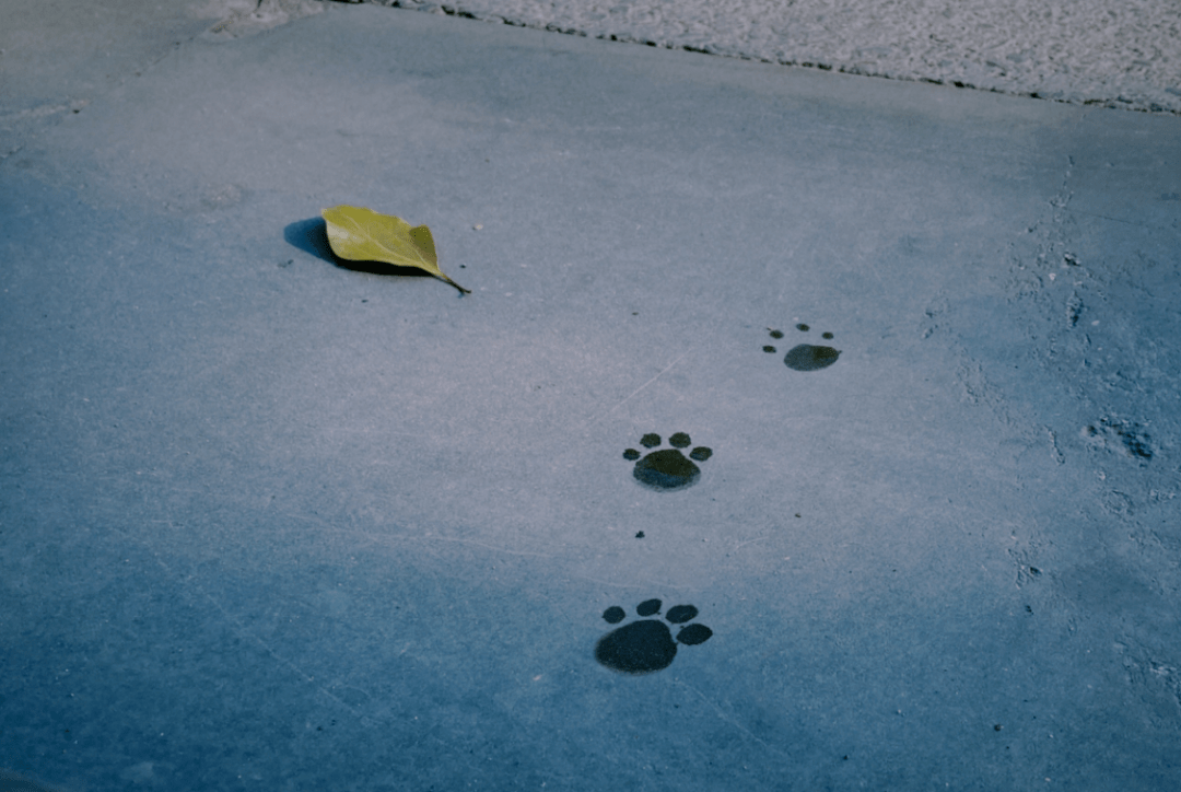 什么|除了“梦开始的地方”「摩尔庄园」还有什么能唤起你未泯的童心呢?