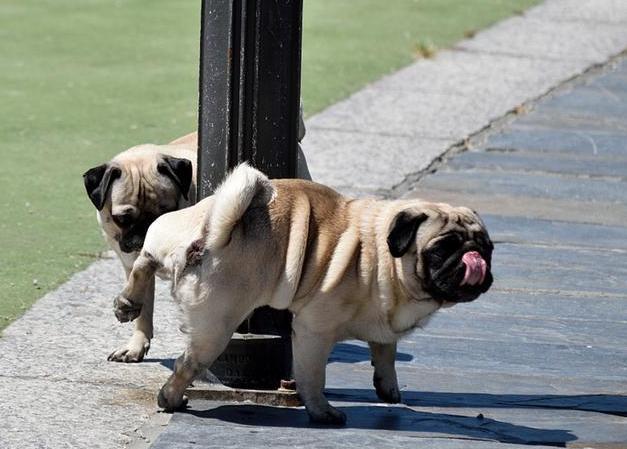 什么|为什么拴狗绳是对狗最好的爱？