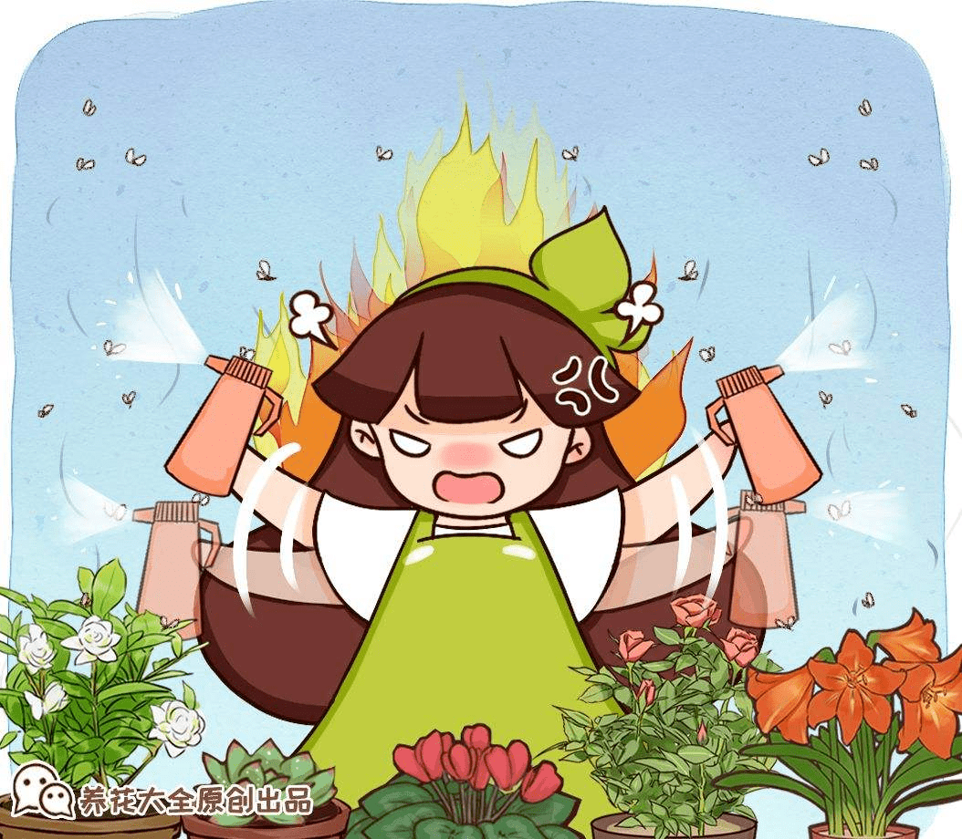 自己种的小雏菊,蔫得像野菜,原来是没注意4要点_原因