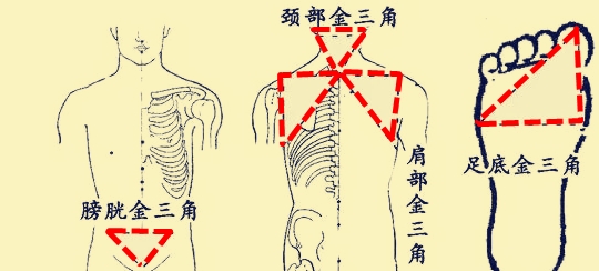 頸部金三角區頸部三角區是指頸後枕骨以下包括第一頸椎和第二頸椎.