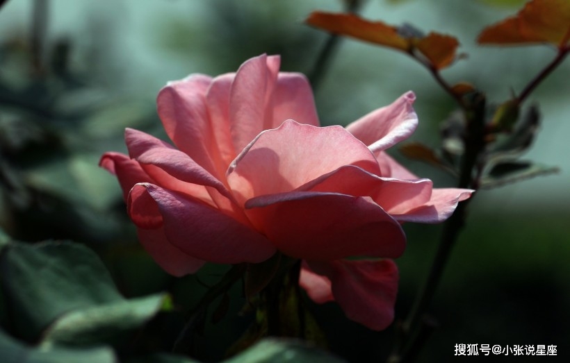 世界上真有阴桃花吗 e0c37195318e4b04acc65945d1666b93.jpeg