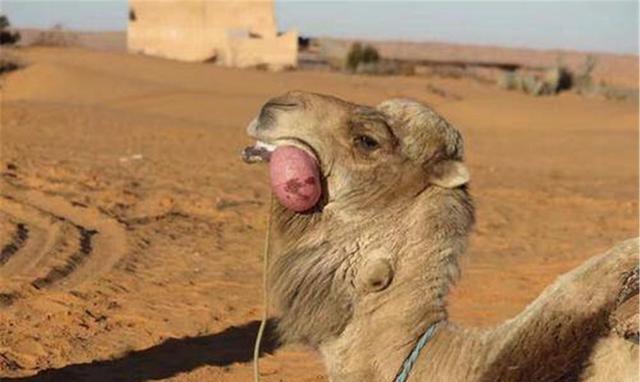 骆驼嘴里吐出的粉色肉球，最好不要碰，究竟是用来干啥的？
