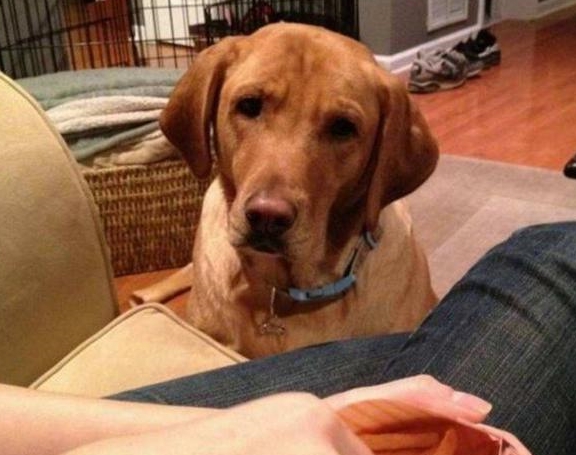 奖励|狗狗可能不是挑食,而是零食成瘾了!别让你的纵容害了它