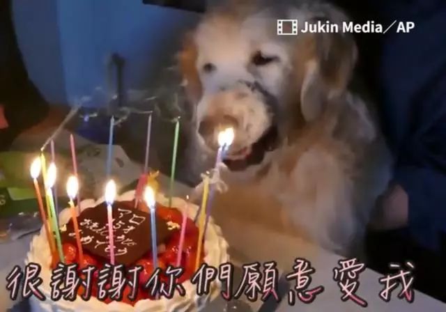 主人幫15歲金毛過生日，狗狗雖然老到坐不起來，但笑得超開心 萌趣萌寵 第5张