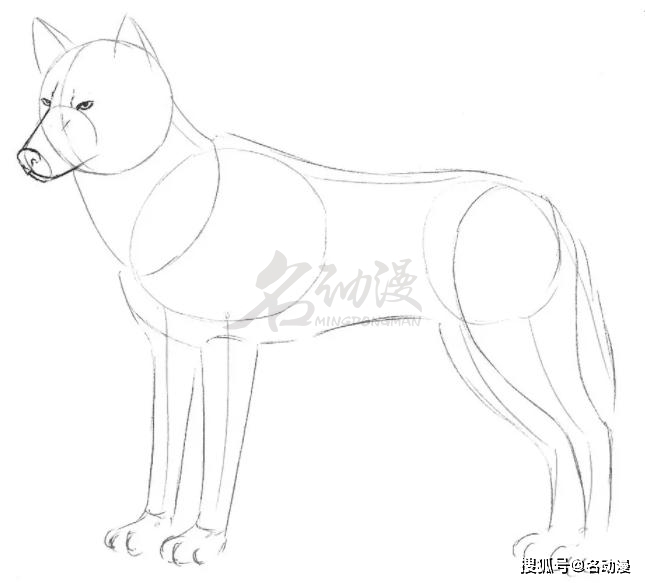 怎么一步一步画狼 983bdfc54bce45249440cd5e5fc8aabb.jpeg
