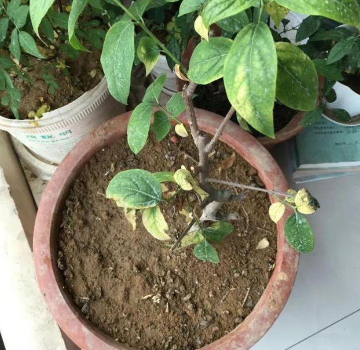 盆栽土壤板结的原因 a6de95787e8847c68f277647e60d3678.jpeg