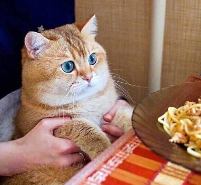 原料|猫零食和猫粮的挑选一样重要，，猫零食该怎么选