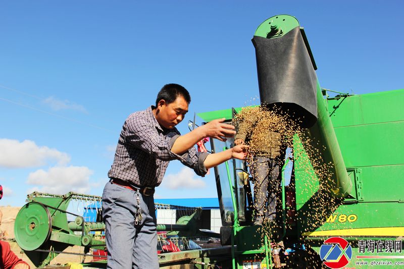 青海在线网推出秋收希望组照庆祝中国农民丰收节