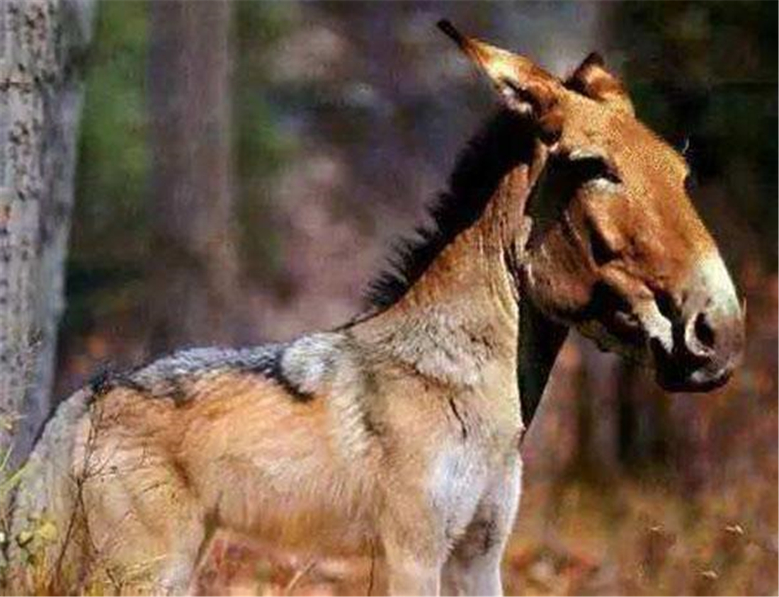 神农架相传出现驴头狼，吃农户养的猪，揭秘：疑是“四不像”鬣羚
