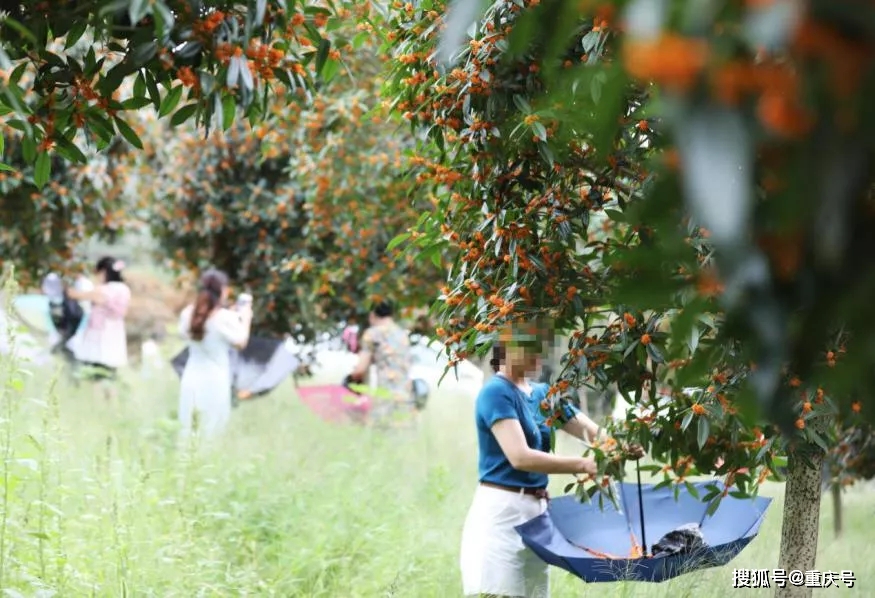 在西部桂花博览园,几位游客正在摇桂花树,采摘桂花.