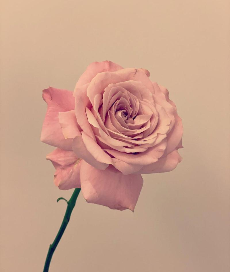 因为|红太久不知压力为何物,宋慧乔端坐顶层看风景,真心话语少人听