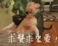 老人迷路，讓狗餓了6天，當老人回來時，眼前畫面讓人瞪大雙眼！ 萌趣萌寵 第5张