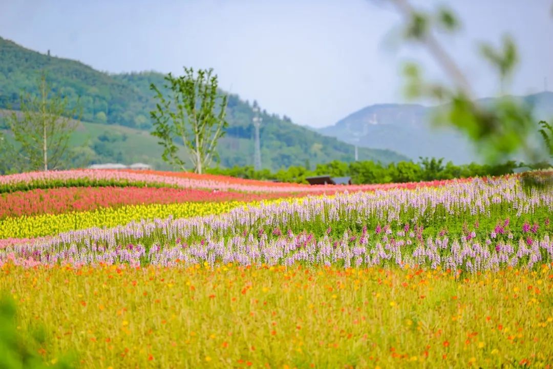原创花海动漫燃爆80后牵动90后吸引00后径山花海第三届拾花节十一开幕