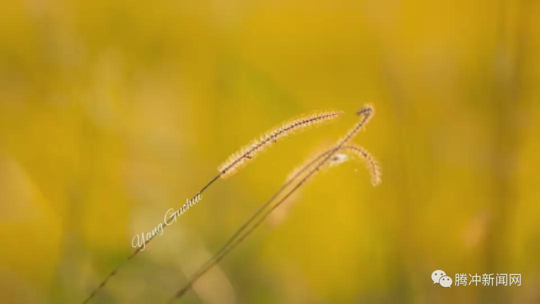 日子|云南腾冲：一林秋色天地远