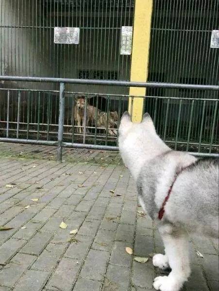 主人帶二哈去動物園認親，見到被關在籠子裡的狼，哈士奇蒙圈了！ 萌趣萌寵 第4张