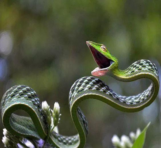 蛇是怎么冬眠 cf5f9ab8b50d476f897d1484456bdfe5.jpeg