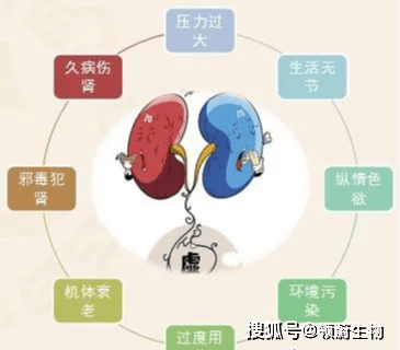 疗法|前景可期：肾脏干细胞疗法逐渐成为治疗肾脏疾病有效途径