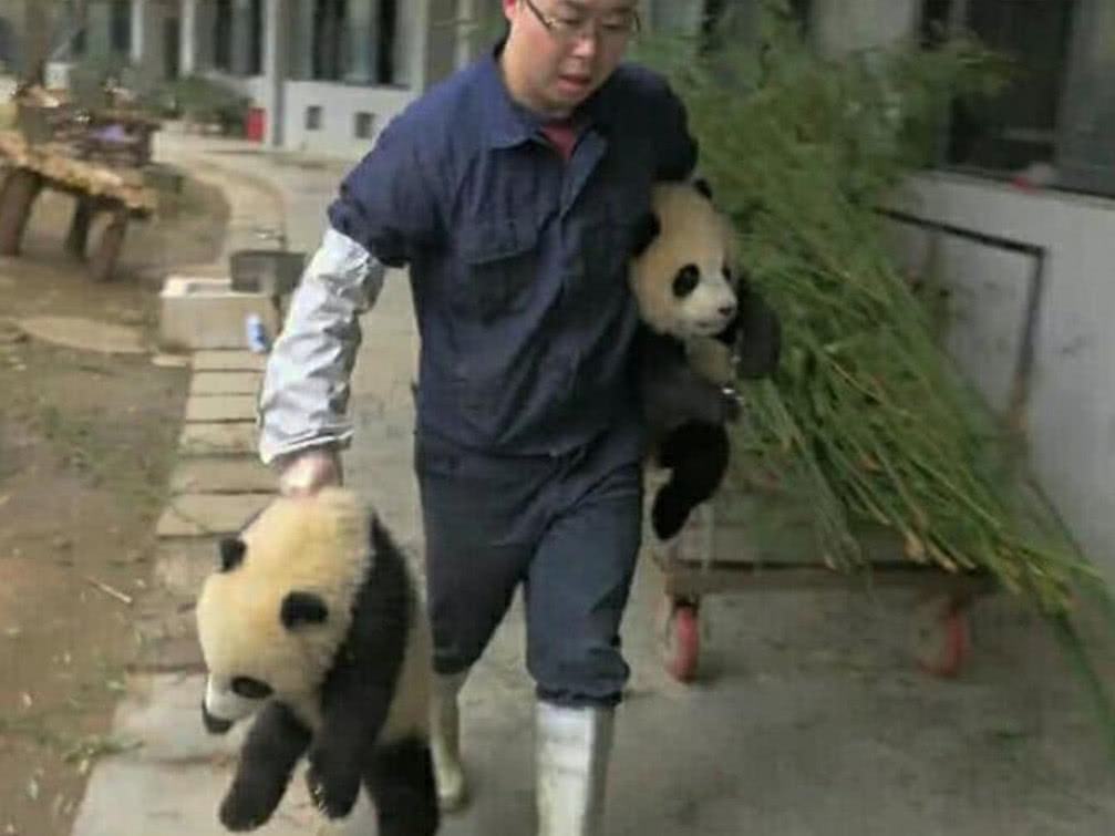 飼養員拿走了熊貓的球，熊貓當場變臉，拿竹子都哄不好 萌趣萌寵 第1张
