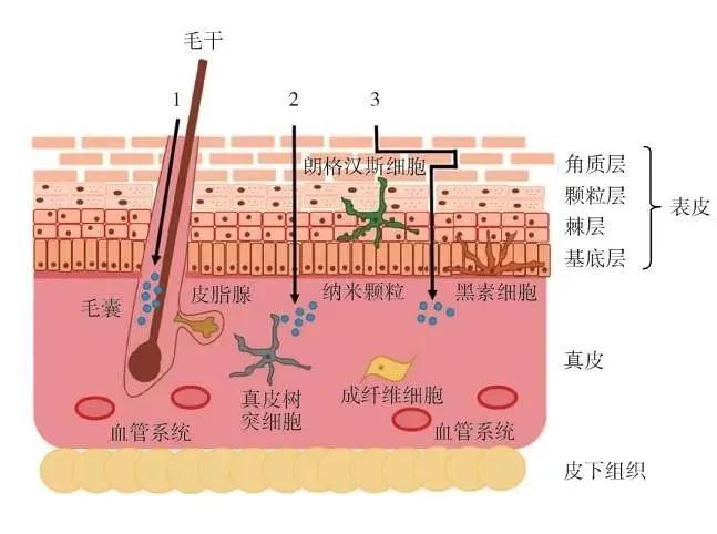 护肤品擦脸总像糊墙！为什么我的护肤品总是不“吸收”？