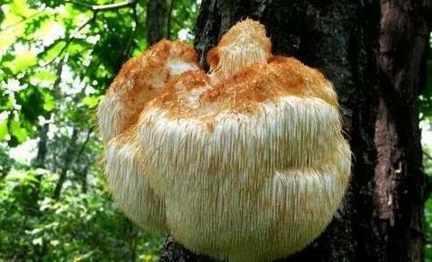 农小淘|秋风劲 | 菌菇养生正当时