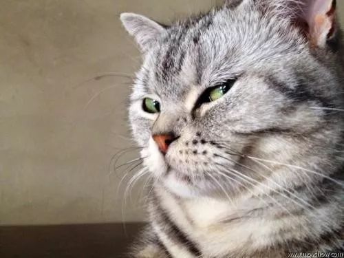 因为|猫咪跟铲屎官“冷战”的时候,到底在想什么?