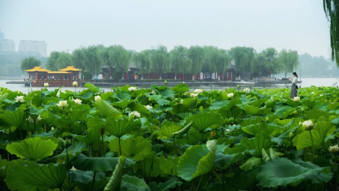 胜景|雨季的济南有多美？这几处雨中撩人胜景恰似“烟雨江南”！