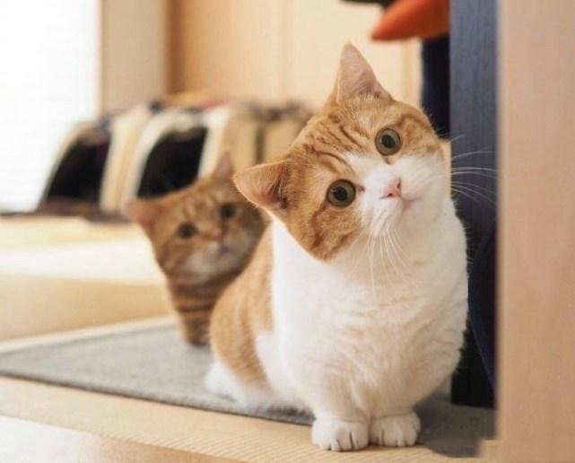 因为|猫咪跟铲屎官“冷战”的时候，到底在想什么？