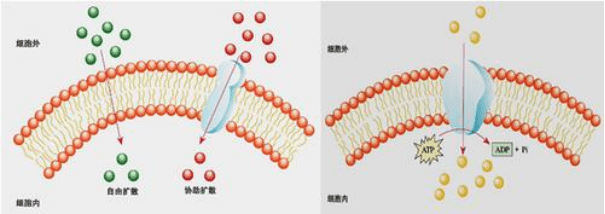 补充胶原蛋白肽分子量越小越好? 小分子量不稳定？