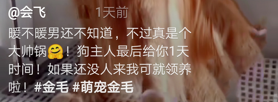小哥被大金毛一路尾隨，想趕走它時，金毛的一個舉動讓他改變想法 萌趣萌寵 第8张