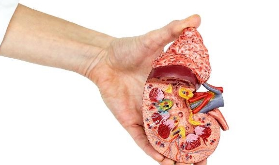 治疗|肾脏被“结石”占领，可能会有2个危害，别忍忍就算了