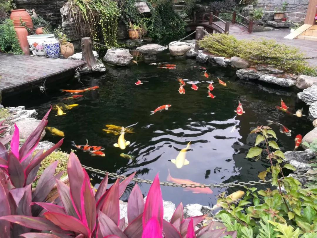 先懂锦鲤鱼池过滤再谈养鱼