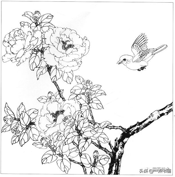 高清工筆花鳥白描圖譜分享