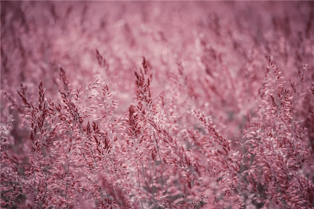 如雾|腾冲周边游丨北海蒲苇花开粉黛红