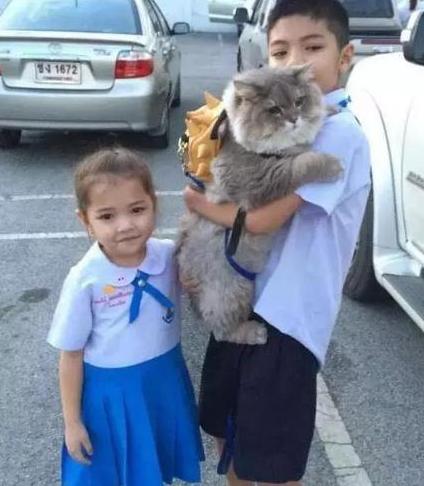 女主带胖猫逛街,遭路人围堵拍照,回家洗澡后笑喷:汤姆猫再世 女主带胖猫逛街,遭路人围堵拍照,回家洗澡后笑喷:汤姆猫再世