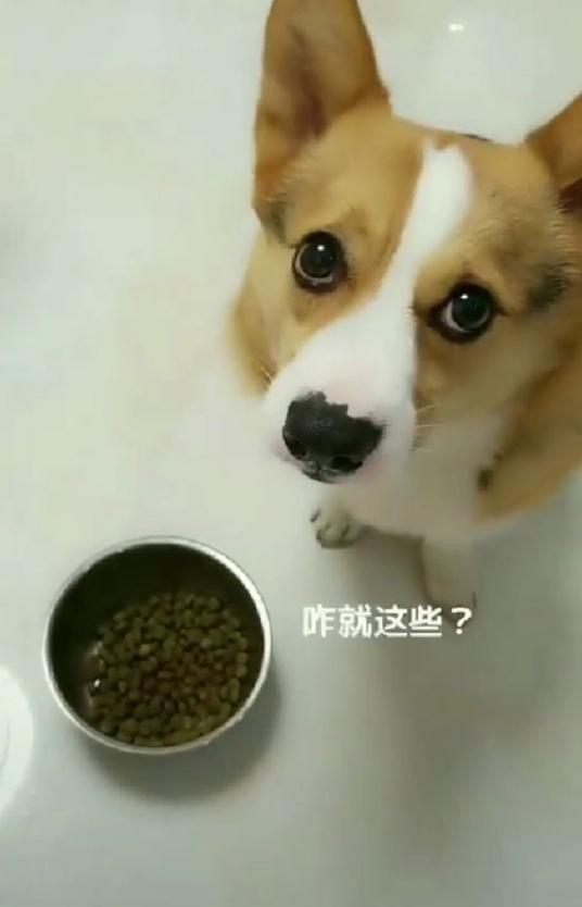 柯基不願意吃狗糧，主人說喜歡吃什麼自己去拿，它的反應讓人笑噴 萌趣萌寵 第1张