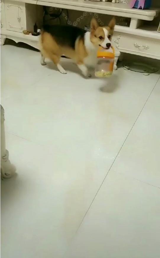 柯基不願意吃狗糧，主人說喜歡吃什麼自己去拿，它的反應讓人笑噴 萌趣萌寵 第3张