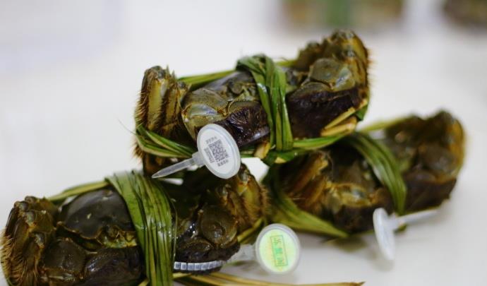 电饭煲|这个季节的大闸蟹最肥美，这样做不流黄没腥味，好吃到口水直流！